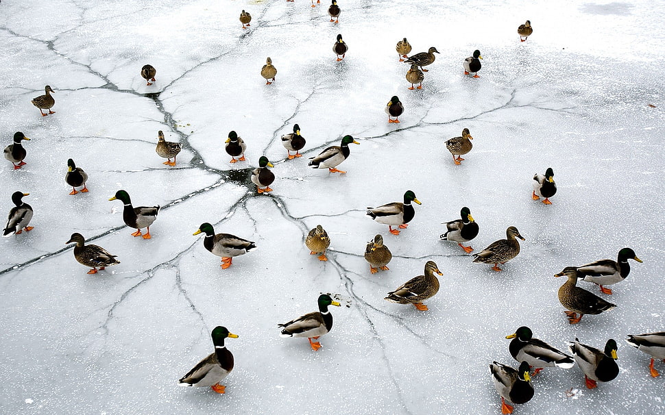 flock of bird, nature, ice, animals, birds HD wallpaper