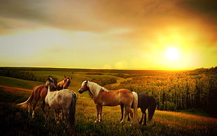 four horses during sun set HD wallpaper