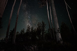 silhouette of tree, Starry sky, Stars, Trees