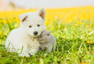 photo of short-coated white puppy and gray kitten
