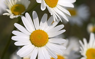 close-up photo of white daisy flower