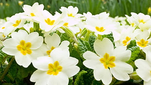white and yellow petaled flowers