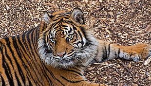 photo of Tiger