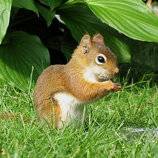 shallow focus photography of squirrel standing on green grass field near green plant during daytime, red squirrel