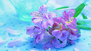 closeup photography of purple flowers