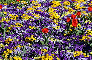 yellow and purple Iris and red Tulip flower fields