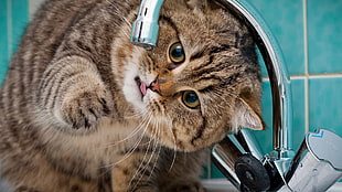 brown tabby cat, cat, animals, faucets HD wallpaper
