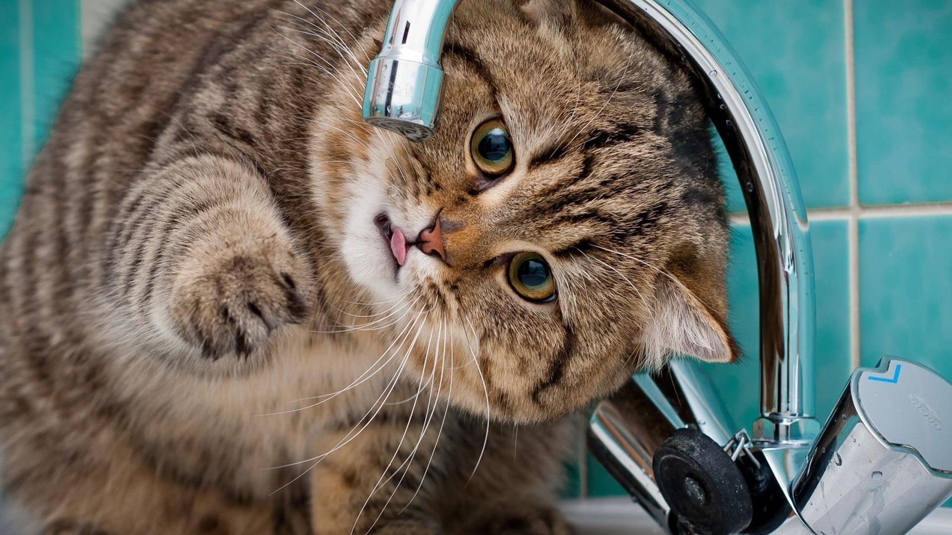 brown tabby cat, cat, animals, faucets