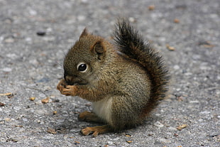 baby squirrel eating nut on pavement HD wallpaper