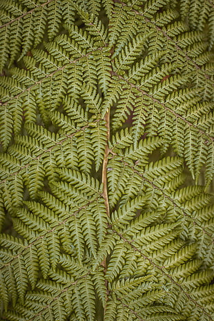 green leaved fern plant