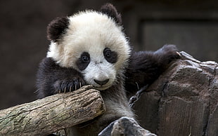 Panda hanging between rock and log