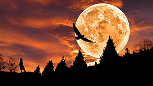 silhouette photo of flying bird above the trees under full moon