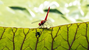 close-up photography of red dragonfly on green leaf