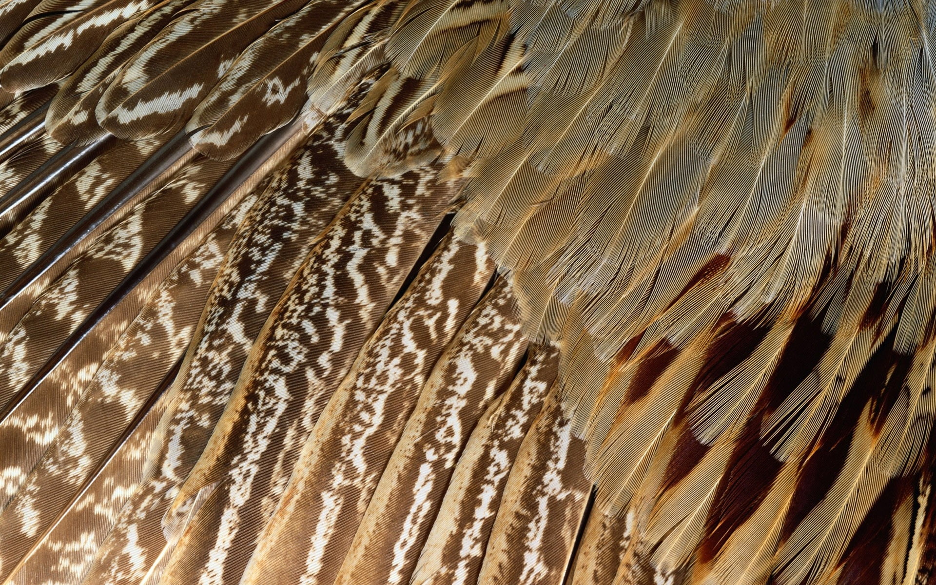 animals - Bird identification from feathers - brown-black feathers