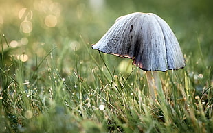 white mushroom on green grass field