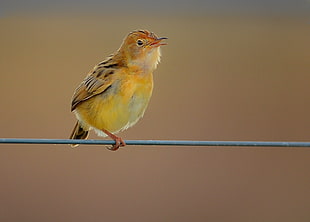 yellow bird, golden-headed cisticola HD wallpaper
