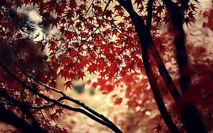 selective focus photo of brown leaf tree during golden hour