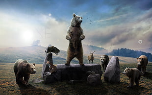 photography of bear standing on gray stone