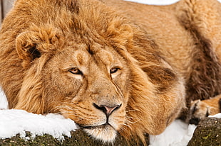 animal photography of lion