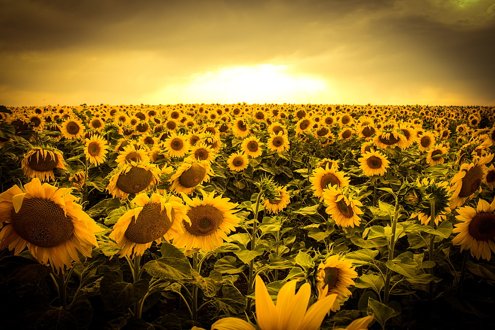 bed of sunflowers photo in golden hour HD wallpaper