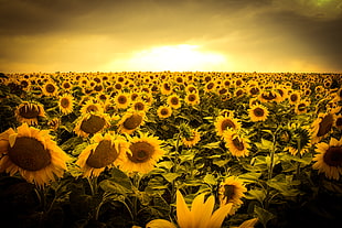 bed of sunflowers photo in golden hour