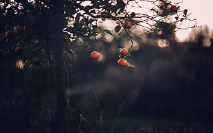 selective focus photo of red fruit, dark, plants, trees