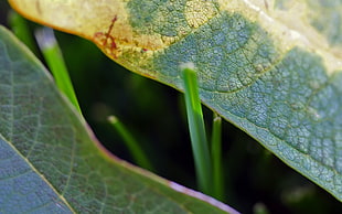 closeup photo of green leaves HD wallpaper