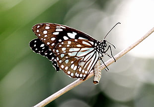 close up photography of brown and white butterfly, tirumala limniace, burma, myanmar, arakan