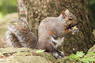 shallow focus photography of squirrel, peanut