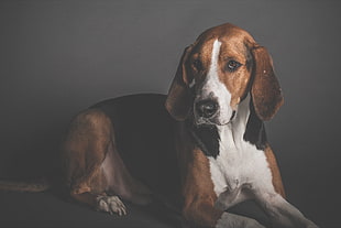 adult tricolor English foxhound