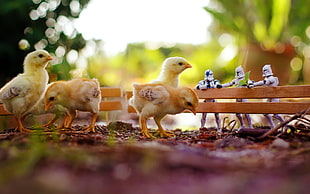 four yellow chicks, animals, chickens, clone trooper, birds