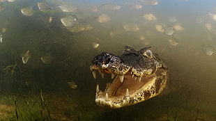 gray and brown crocodile, nature, animals, skin, alligators HD wallpaper