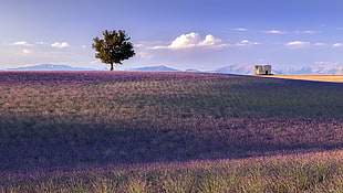 green grass, France, Provence, landscape, nature