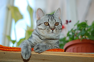 silver tabby cat on orange and brown textile