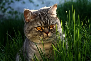 Dragon Li cat near green leaf grass