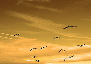 flock of emigrating birds during golden hour