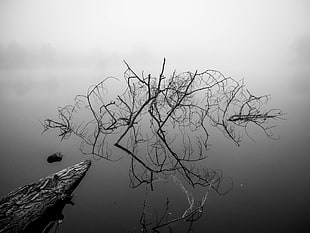 dead tree on body of water grayscale photo