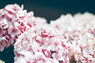 pink petal flowers, Hydrangea, Petals, Close-up HD wallpaper