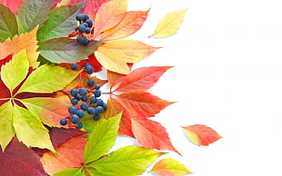 blue berries on green and red maple leaves