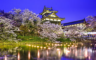 pink blossom tree, Japan, architecture, cherry blossom, water HD wallpaper