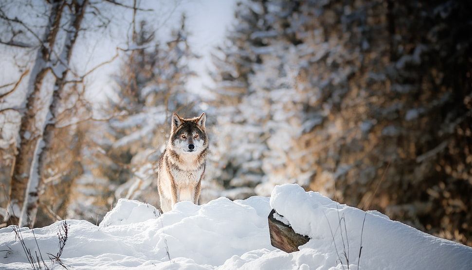 brown and white wolf, winter, snow, nature, wolf HD wallpaper