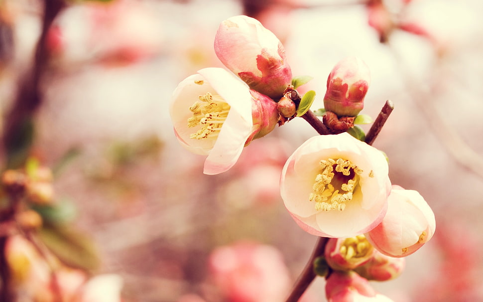 pink blossom flowers closeup photography HD wallpaper