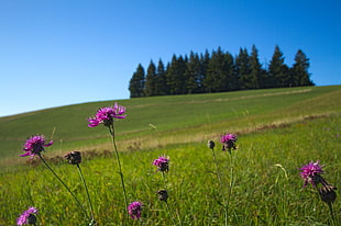 purple petal flower on green field during day time HD wallpaper