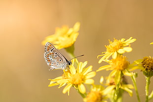 Common Blue Butterfly on yellow flower during daytime HD wallpaper
