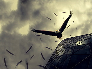 bald eagle, eagle, reflection, animals