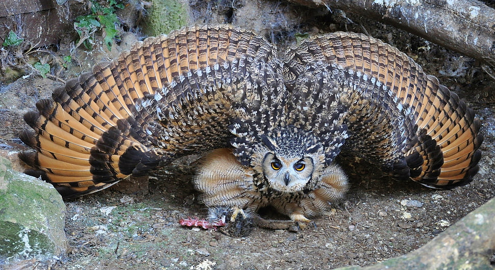 brown and black owl on ground eating HD wallpaper
