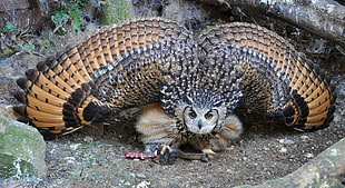 brown and black owl on ground eating HD wallpaper