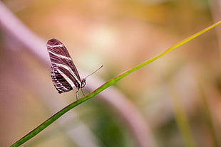 animal, bokeh, insect, butterfly