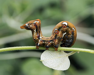 selective focus photography of brown caterpillar, moth