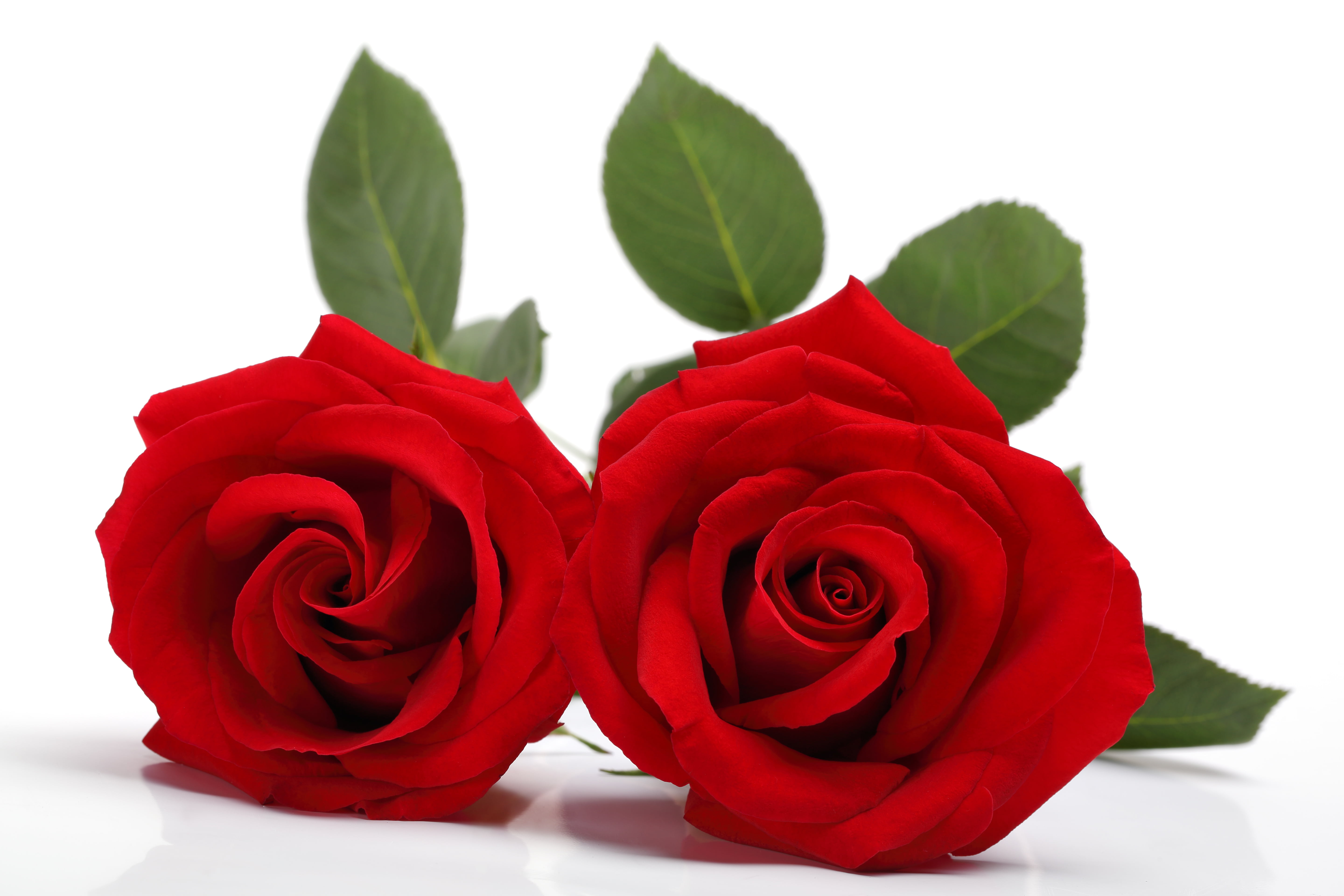 Red Roses On White Surface Hd Wallpaper